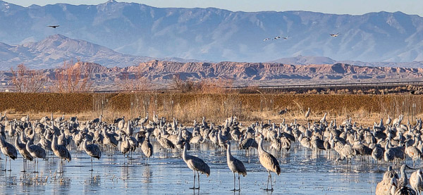 Bernardo Wildlife Area, New Mexico